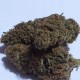 Auto Dolche Cheese feminised Ganja Seeds