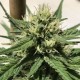 Auto Dolche Cheese feminised Ganja Seeds