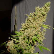 Chronic XXL feminised Victory Seeds