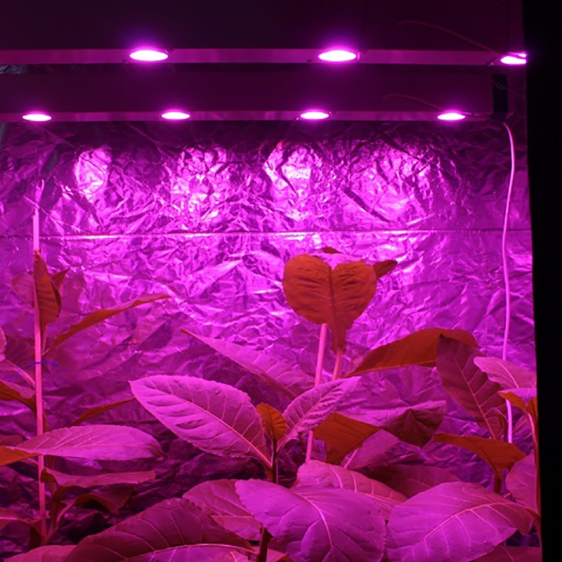 Союз 5 LED - линейный светодиодный фитосветильник