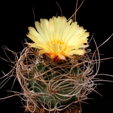 Astrophytum senile var. ferox