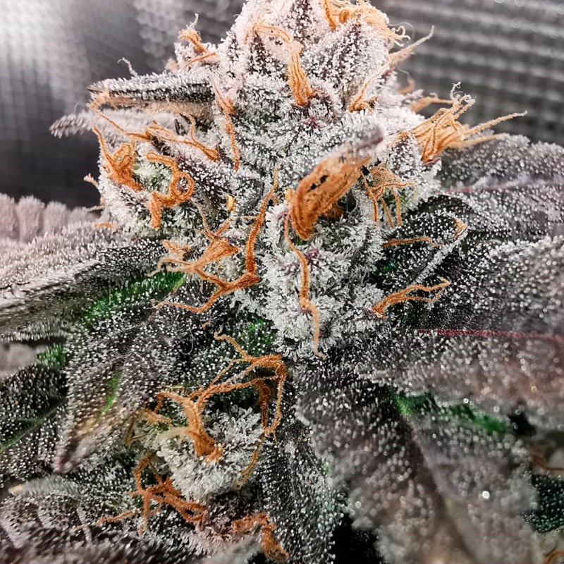Rolling Frau feminised Ganja Seeds