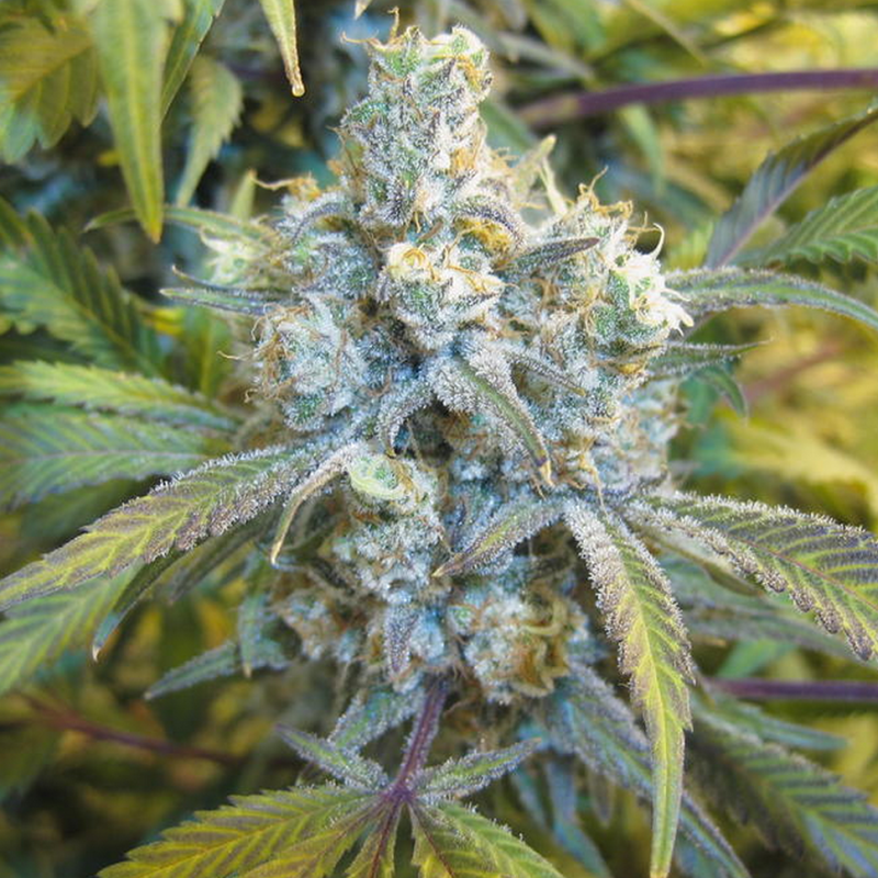 Auto Super Silver Haze feminised Ganja Seeds - 2 насінини
