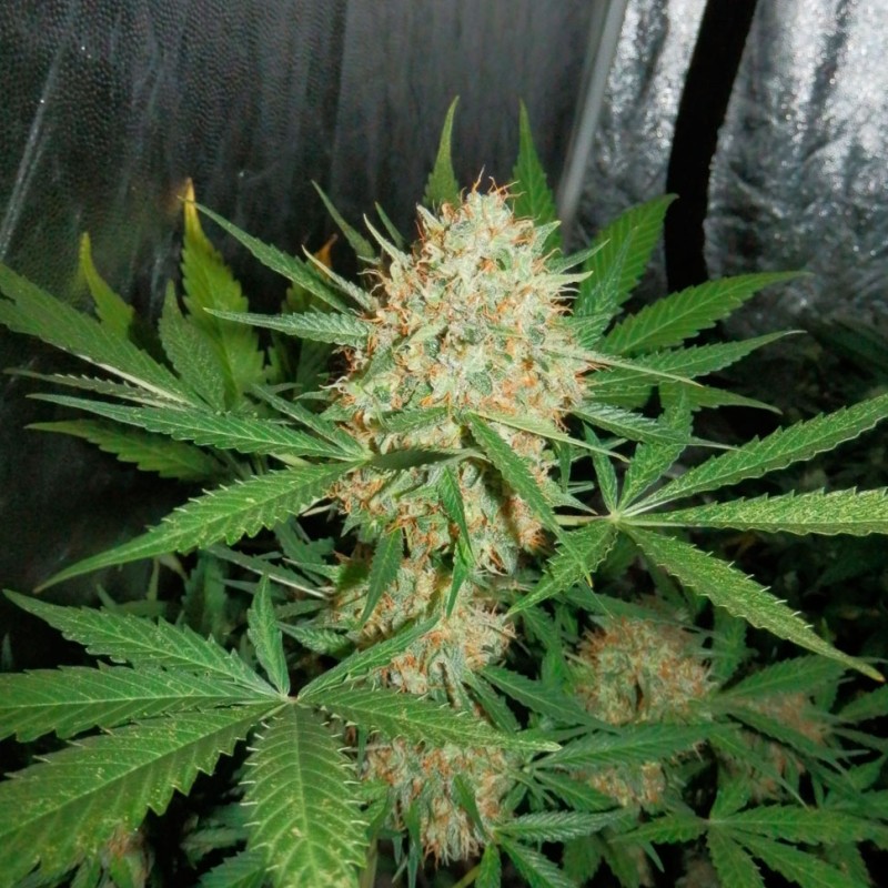 Auto White Widow feminised Ganja Seeds