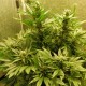 Auto White Widow feminised Ganja Seeds