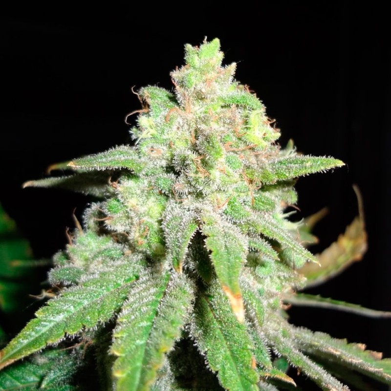 Auto White Widow feminised Ganja Seeds