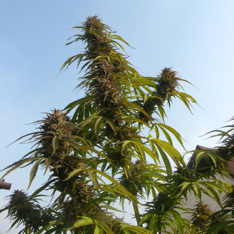 Auto White Widow feminised Ganja Seeds