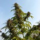 Auto White Widow feminised Ganja Seeds