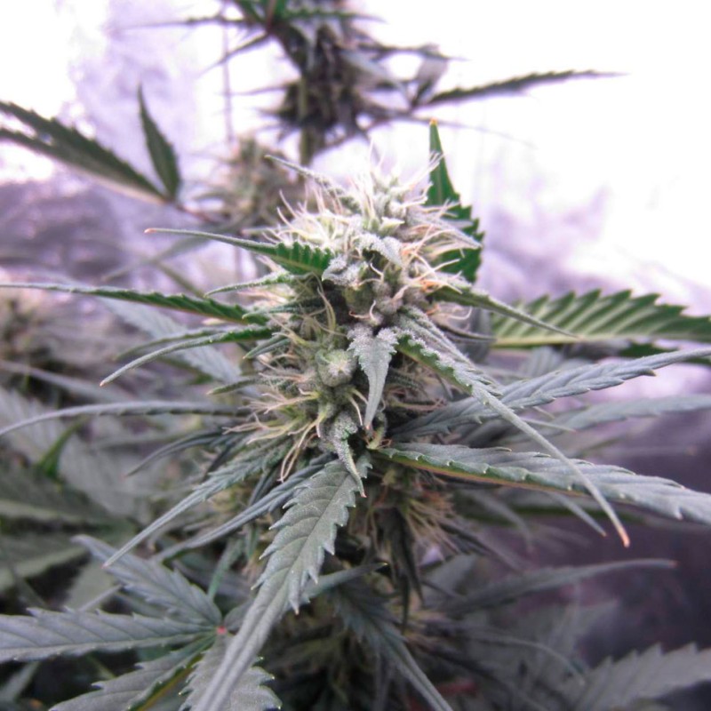 Auto White Widow feminised Ganja Seeds
