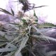 Auto White Widow feminised Ganja Seeds