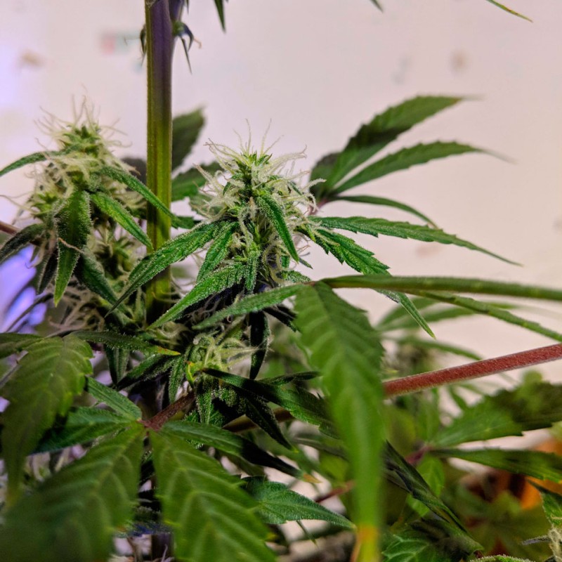 Auto White Widow feminised Ganja Seeds