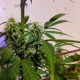 Auto White Widow feminised Ganja Seeds