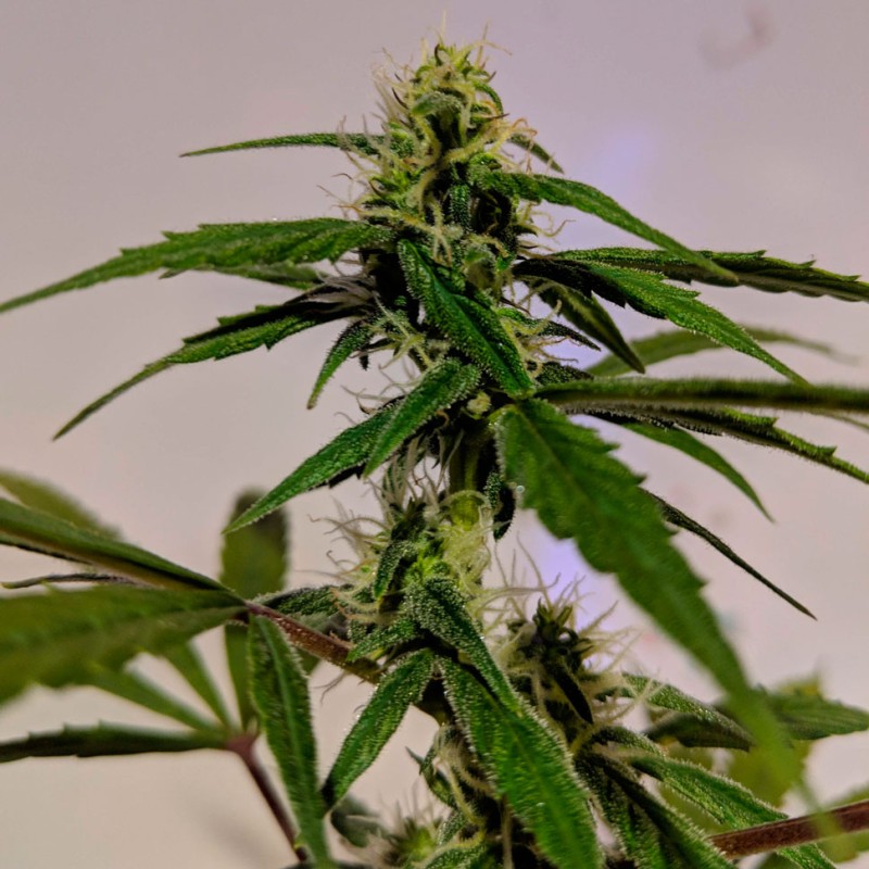 Auto White Widow feminised Ganja Seeds