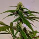 Auto White Widow feminised Ganja Seeds