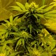 Auto White Widow feminised Ganja Seeds