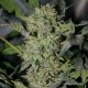 Sensi Star feminised Ganja Seeds - 2 насінини