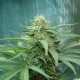 Sensi Star feminised Ganja Seeds - 2 насінини