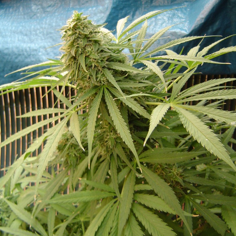 Sensi Star feminised Ganja Seeds - 2 насінини