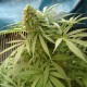 Sensi Star feminised Ganja Seeds - 2 насінини