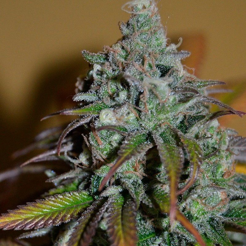 Sensi Star feminised Ganja Seeds - 2 насінини