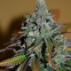Sensi Star feminised Ganja Seeds - 2 насінини