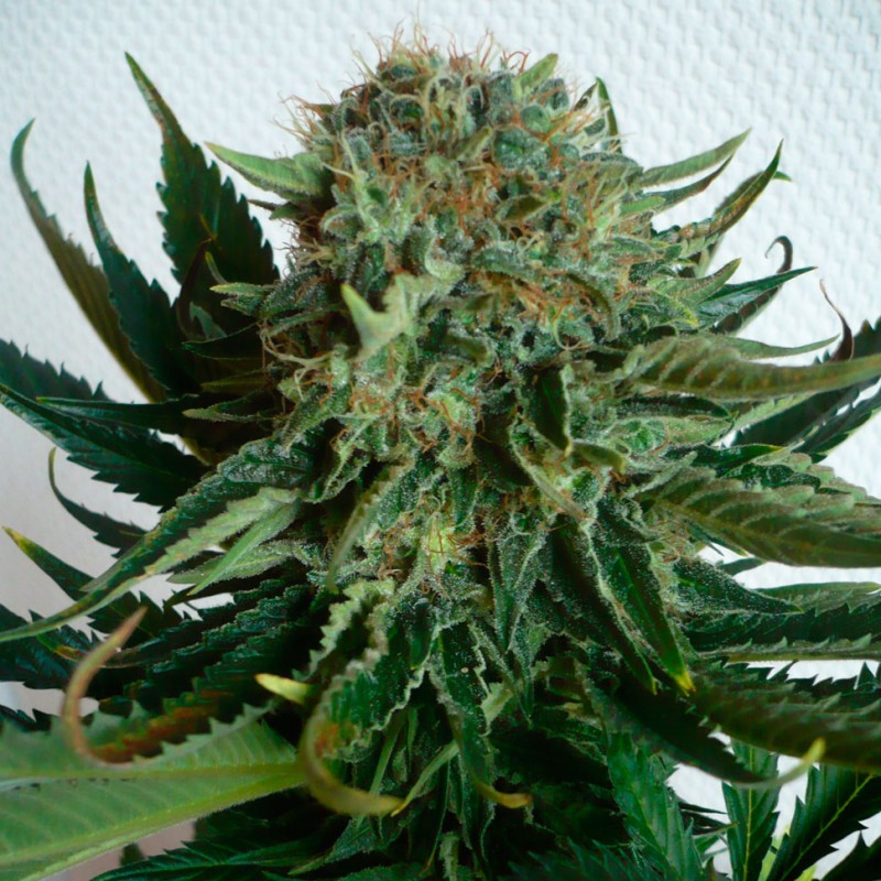 Sensi Star feminised Ganja Seeds - 2 насінини