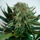 Sensi Star feminised Ganja Seeds - 2 насінини