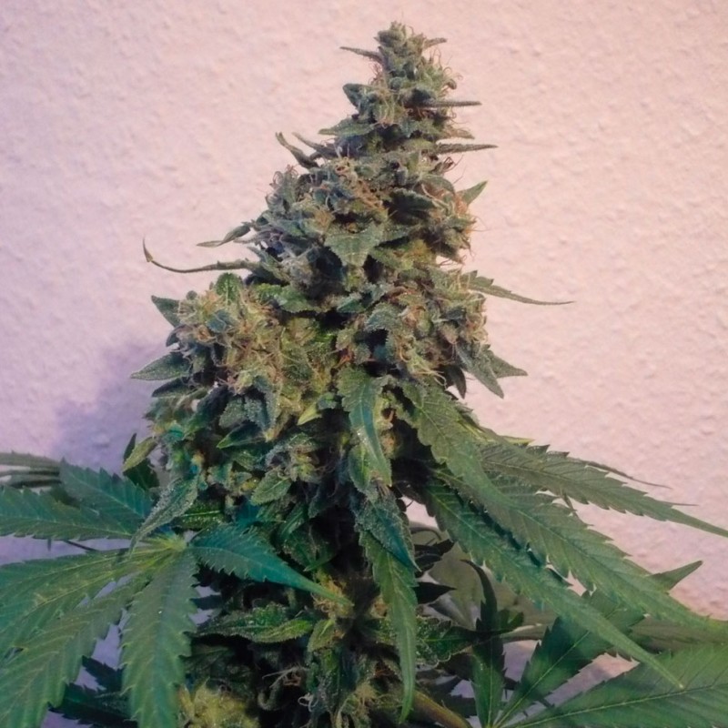 Sensi Star feminised Ganja Seeds - 2 насінини