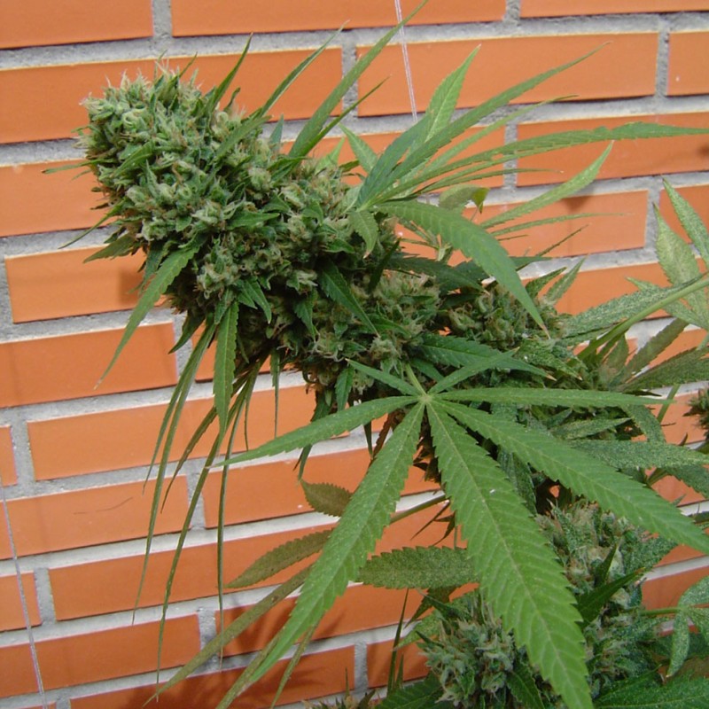 Sensi Star feminised Ganja Seeds - 2 насінини