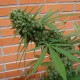 Sensi Star feminised Ganja Seeds - 2 насінини