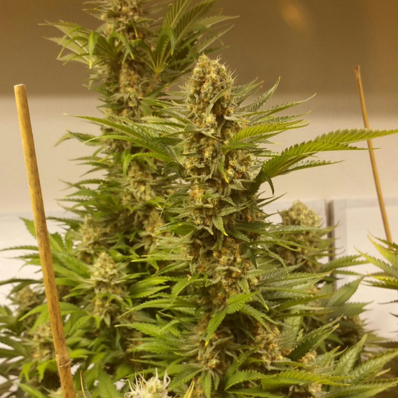 White Widow x Black Domina feminised Ganja Seeds - 4 насінини