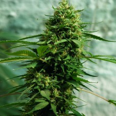 Jack Herer feminised GanjaLiveSeeds