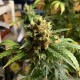 Critical feminised Victory Seeds