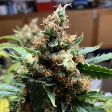 Critical feminised Victory Seeds