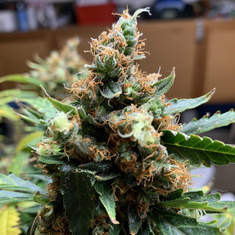 Critical feminised Victory Seeds