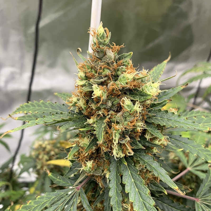 Critical feminised Victory Seeds