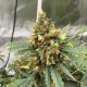 Critical feminised Victory Seeds