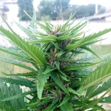 Himalaya Gold CBD feminised Ganja Seeds