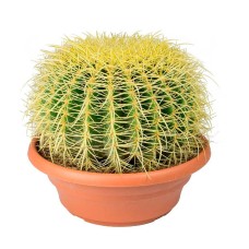 Echinocactus Grusonii