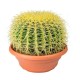 Echinocactus Grusonii