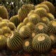 Echinocactus Grusonii