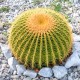 Echinocactus Grusonii