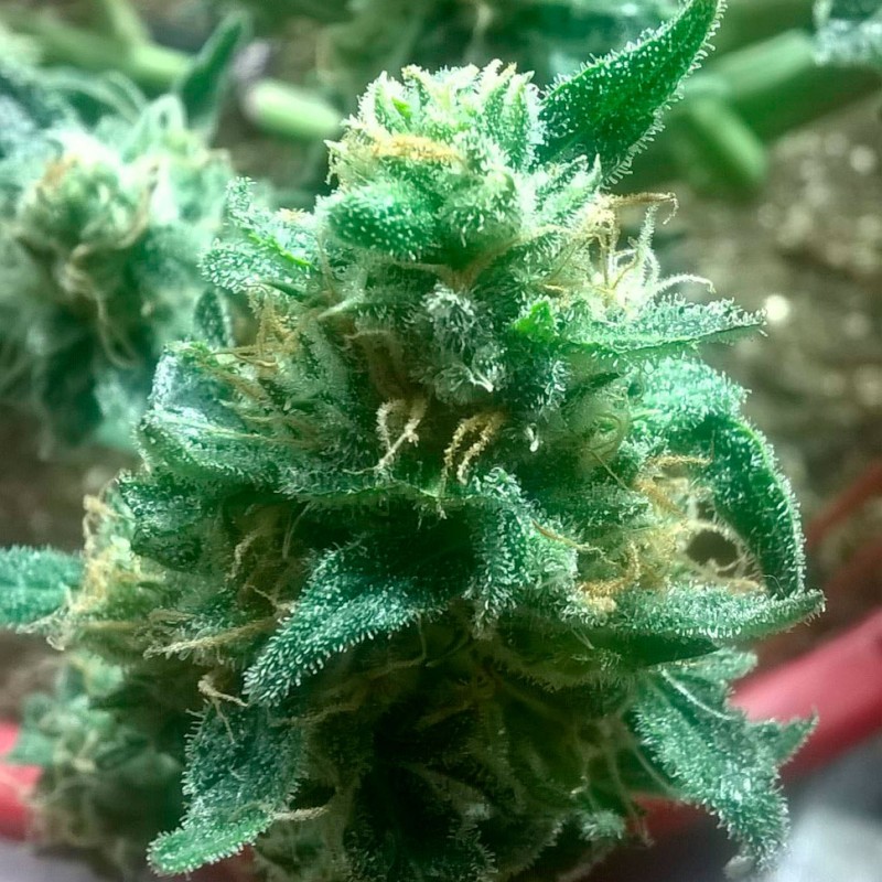 Bubblelicious feminised Ganja Seeds - 2 насінини
