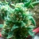 Bubblelicious feminised Ganja Seeds - 2 насінини