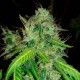 Bubblelicious feminised Ganja Seeds - 2 насінини