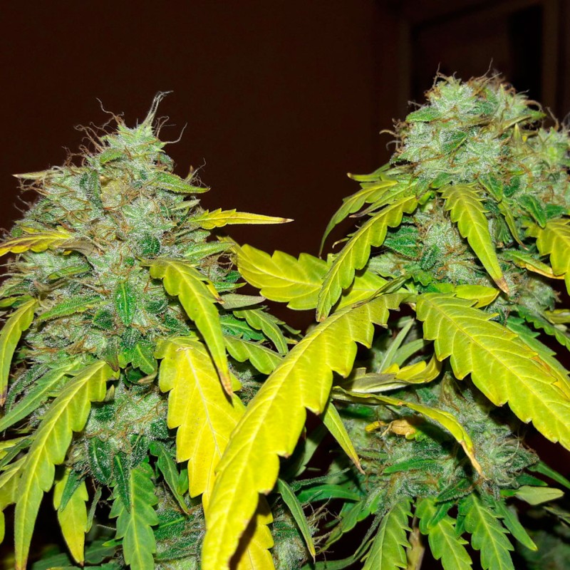 Bubblelicious feminised Ganja Seeds - 2 насінини