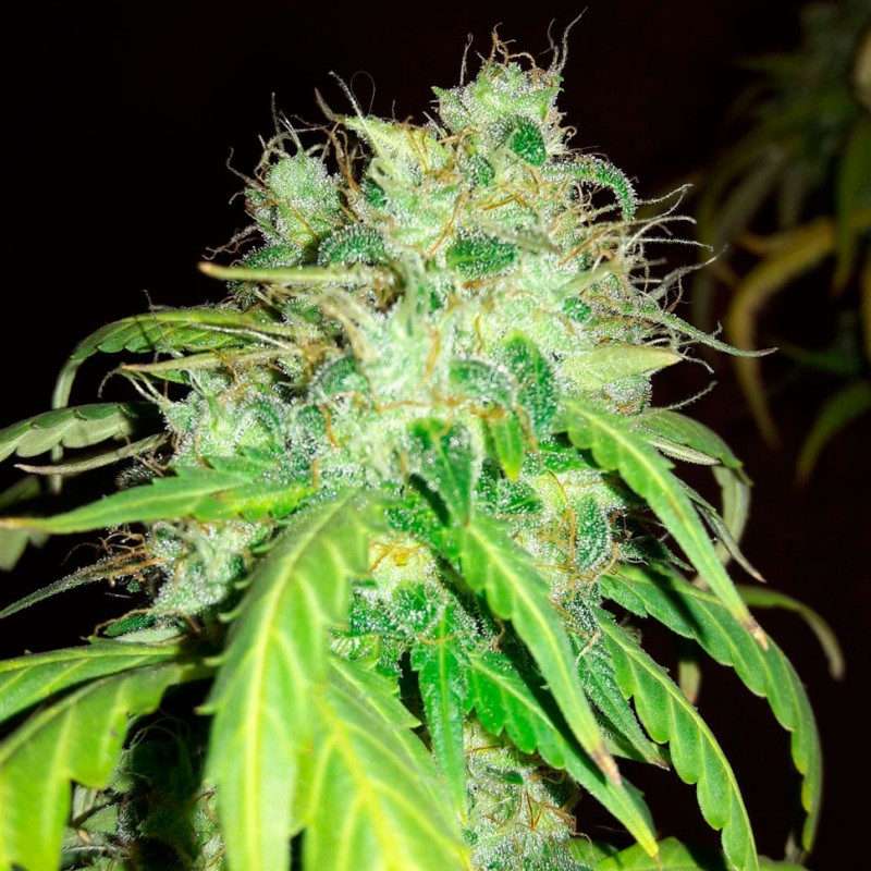 Bubblelicious feminised Ganja Seeds - 2 насінини