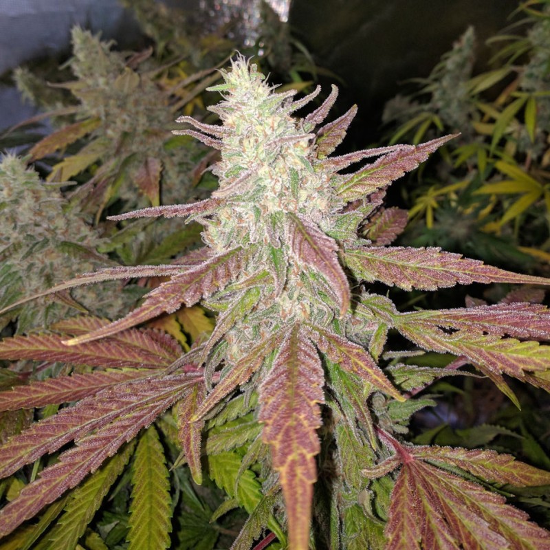 Bubblelicious feminised Ganja Seeds - 2 насінини
