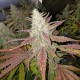 Bubblelicious feminised Ganja Seeds - 2 насінини