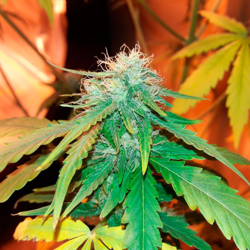 Bubblelicious feminised Ganja Seeds - 2 насінини
